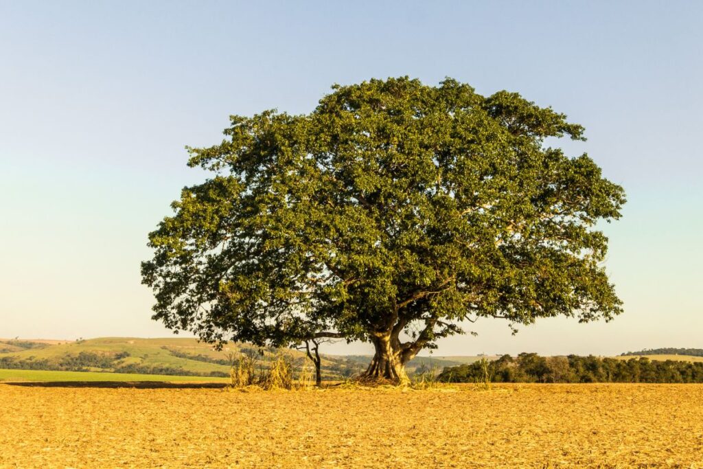 Significado da Figueira no Contexto Escatológico